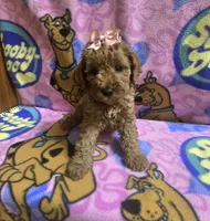 Star mini micro mini, a female Miniature Goldendoodle for sale in Rockford, IL – 2 of 9