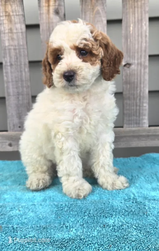 Rocky mini f1b – Miniature Goldendoodle puppy for sale in Rockford, IL