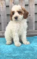 Rocky mini f1b, a male Miniature Goldendoodle for sale in Rockford, IL – 1 of 9
