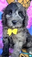Rocky, a male Miniature Goldendoodle for sale in Rockford, IL – 4 of 10