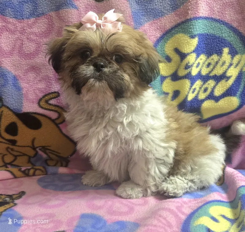 Princess  – Shih Tzu puppy for sale in Rockford, IL