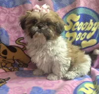 Princess , a female Shih Tzu for sale in Rockford, IL – 1 of 8