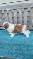 Lily, a female Mal Shi for sale in Rockford, IL – 8 of 8