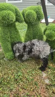 Dunkin , a male Poodle - Miniature  for sale in Rockford, IL – 9 of 9