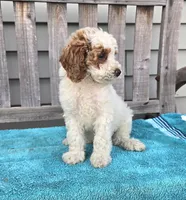 Rocky mini f1b, a male Miniature Goldendoodle for sale in Rockford, IL – 7 of 9