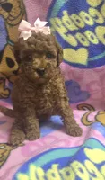 Chloe , a female Miniature Goldendoodle for sale in Rockford, IL – 6 of 8