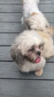 Sassy , a female Shih Tzu for sale in Rockford, IL – 5 of 5