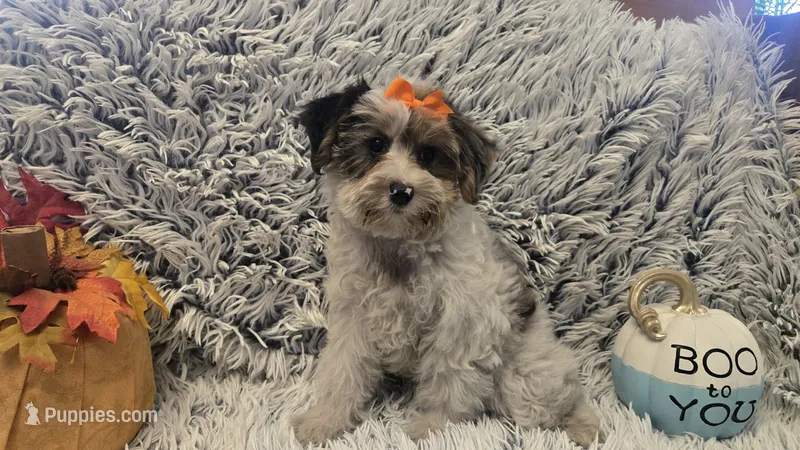 Molly – Yorkipoo puppy for sale in Rockford, IL