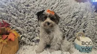 Molly, a female Poodle - Toy  for sale in Rockford, IL – 2 of 9