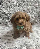 Sunny , a male Cavapoo for sale in Rockford, IL – 2 of 10