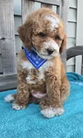 Christian f1b mini, a male Miniature Goldendoodle for sale in Rockford, IL – 5 of 8