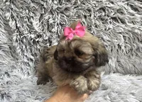 Jewel, a female Shih Tzu for sale in Rockford, IL – 7 of 8