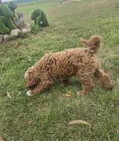 Starbucks f1b, a male Miniature Goldendoodle for sale in Rockford, IL – 3 of 10