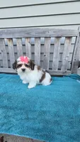 Ruby , a female Mal Shi for sale in Rockford, IL – 5 of 5