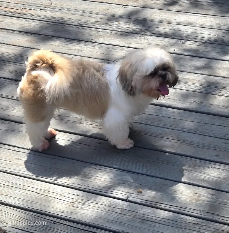 Frankie – Shih Tzu puppy for sale in Rockford, IL