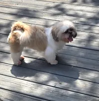 Frankie, a female Shih Tzu for sale in Rockford, IL – 6 of 7