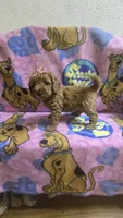 Star mini micro mini, a female Miniature Goldendoodle for sale in Rockford, IL – 4 of 9