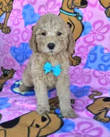 Tanner  mini , a male Miniature Goldendoodle for sale in Rockford, IL – 5 of 7