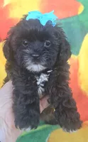 Shadow , a female Shihpoo for sale in Rockford, IL – 5 of 9