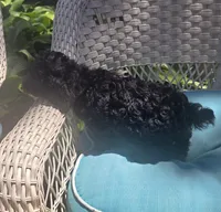 Sidney  Akc , a male Poodle - Toy  for sale in Rockford, IL – 4 of 7
