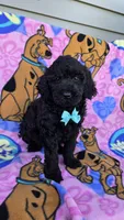 Max mini, a male Miniature Goldendoodle for sale in Rockford, IL – 3 of 9