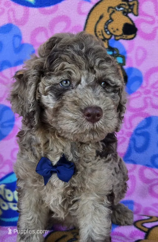 Tiger Mini chocolate merle  – Miniature Goldendoodle puppy for sale in Rockford, IL