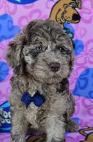 Tiger Mini, a male Miniature Goldendoodle for sale in Rockford, IL – 2 of 9
