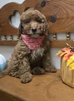 Christian f1b mini, a male Miniature Goldendoodle for sale in Rockford, IL – 8 of 10