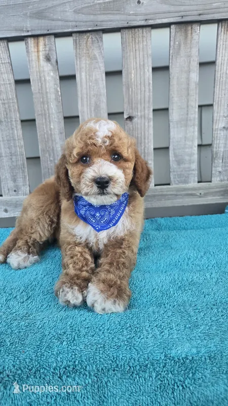 Christian f1b mini – Miniature Goldendoodle puppy for sale in Rockford, IL