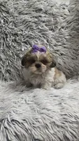 Violet , a female Shih Tzu for sale in Rockford, IL – 8 of 9