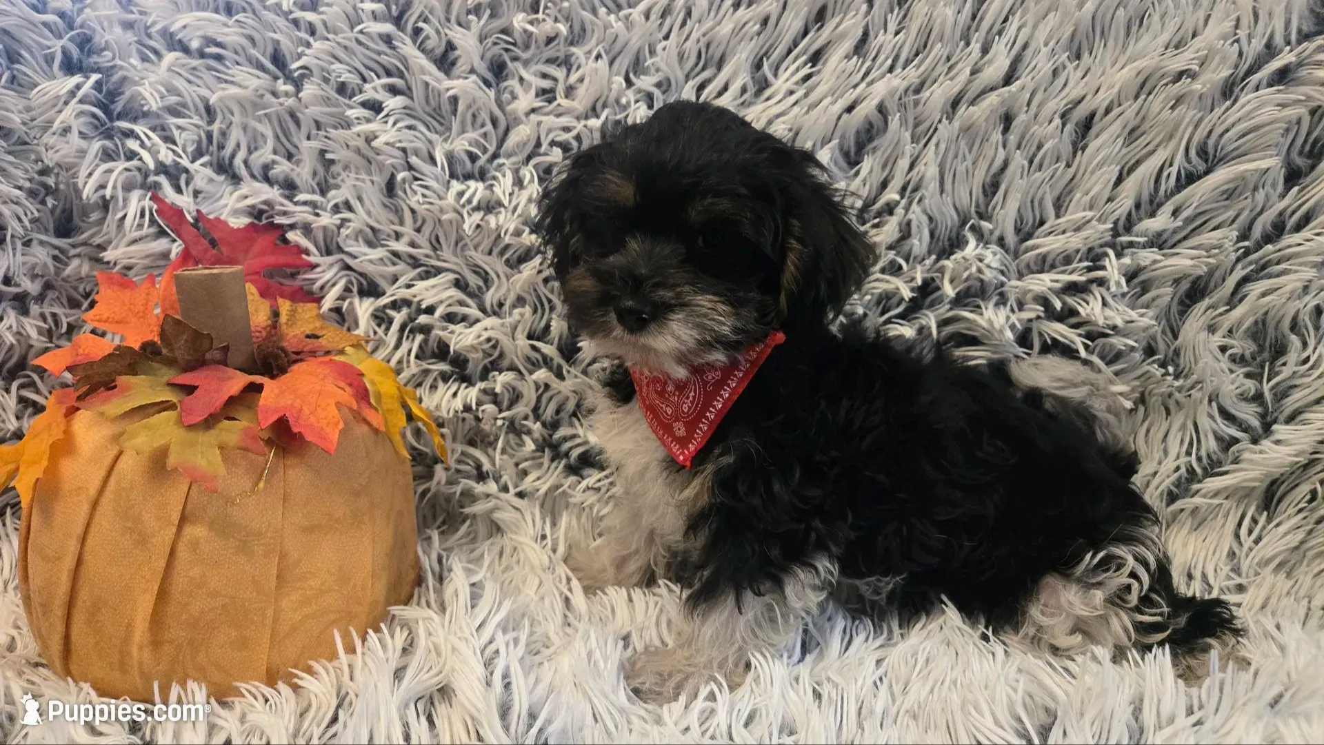 Harley , a male Yorkipoo for sale in Rockford, IL – 7 of 8