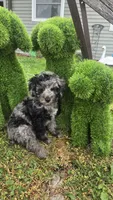 Dunkin , a male Poodle - Miniature  for sale in Rockford, IL – 4 of 9