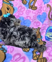 Skylark  mini , a female Miniature Goldendoodle for sale in Rockford, IL – 4 of 10