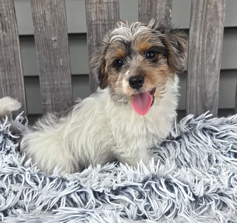Max – Yorkipoo puppy for sale in Rockford, IL