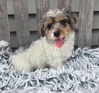 Max, a male Yorkipoo for sale in Rockford, IL – 1 of 9