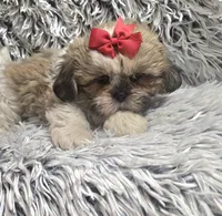 Rosie , a female Shih Tzu for sale in Rockford, IL – 4 of 9