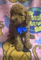 Wrigley micro mini , a male Miniature Goldendoodle for sale in Rockford, IL – 5 of 9