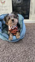 Parker, a male Yorkshire Terrier for sale in Rockford, IL – 9 of 10