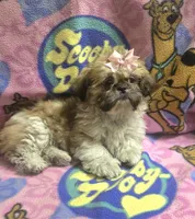Princess , a female Shih Tzu for sale in Rockford, IL – 7 of 8