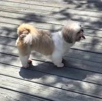Frankie, a female Shih Tzu for sale in Rockford, IL – 4 of 7