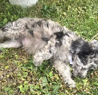 Marley Akc blue merle , a male Poodle - Miniature  for sale in Rockford, IL – 9 of 10