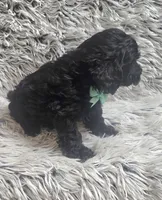 Max f1b, a male Cavapoo for sale in Rockford, IL – 9 of 10