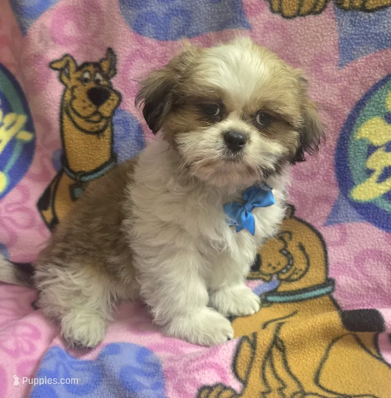Gizmo  – Shih Tzu puppy for sale in Rockford, IL