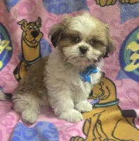 Gizmo , a male Shih Tzu for sale in Rockford, IL – 4 of 8