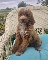 Starbucks f1b, a male Miniature Goldendoodle for sale in Rockford, IL – 1 of 10