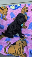 Max mini, a male Miniature Goldendoodle for sale in Rockford, IL – 6 of 9