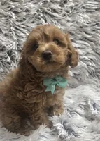 Sunny , a male Cavapoo for sale in Rockford, IL – 7 of 10