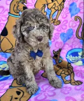 Tiger Mini, a male Miniature Goldendoodle for sale in Rockford, IL – 5 of 9