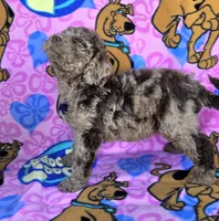 Tiger Mini, a male Miniature Goldendoodle for sale in Rockford, IL – 4 of 9