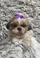 Violet , a female Shih Tzu for sale in Rockford, IL – 2 of 9
